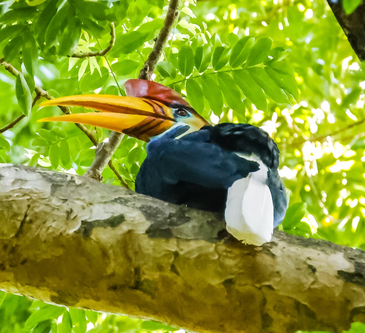 アカコブサイチョウ - ML644955160