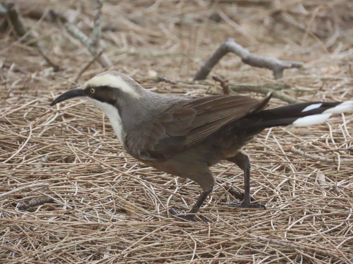 Grauscheitelsäbler - ML644955162