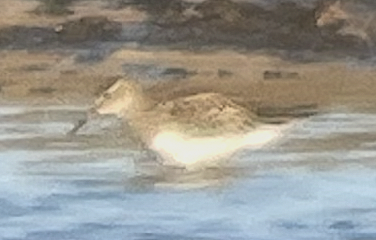 חופית כהת-חזה - ML644955164