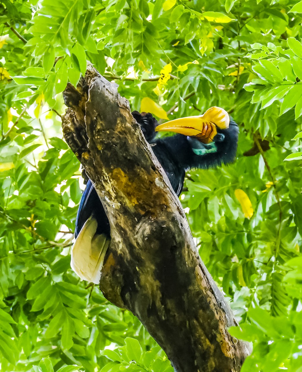 アカコブサイチョウ - ML644955172