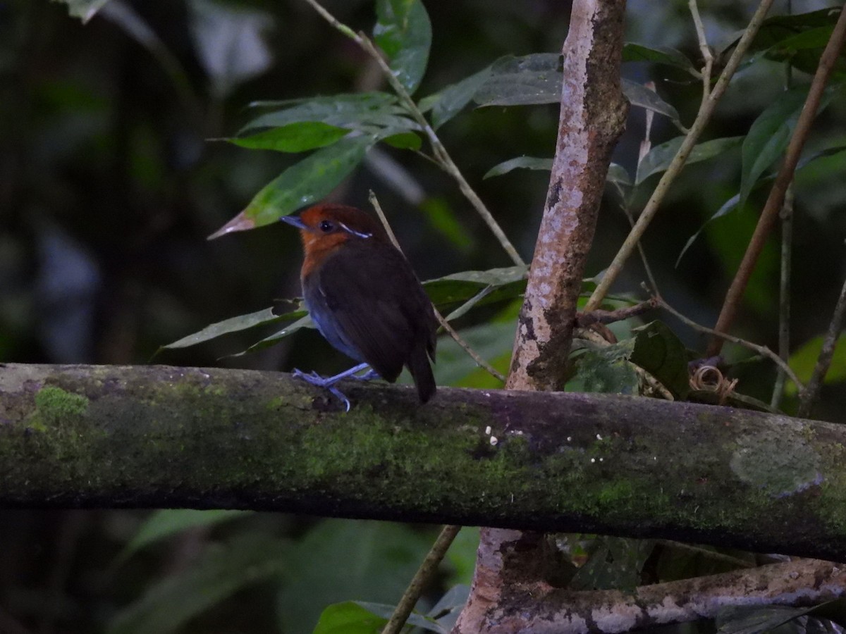 Chestnut-crowned Gnateater - ML644955176