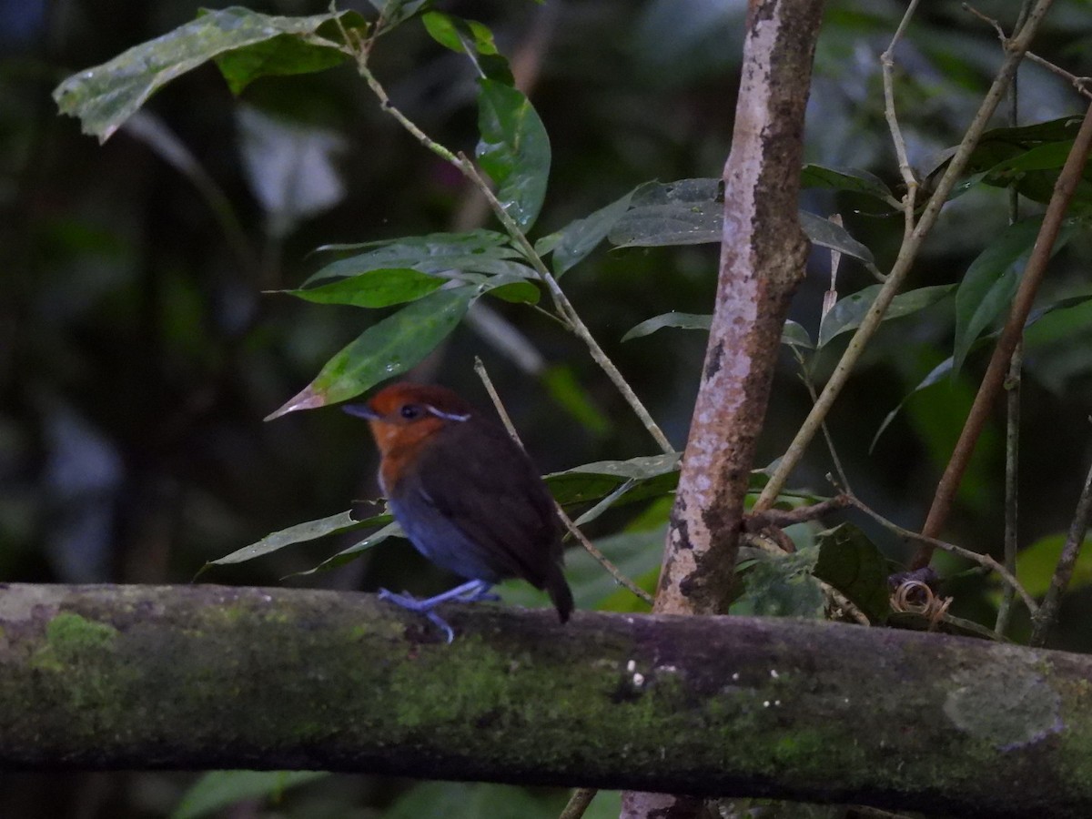 Chestnut-crowned Gnateater - ML644955177