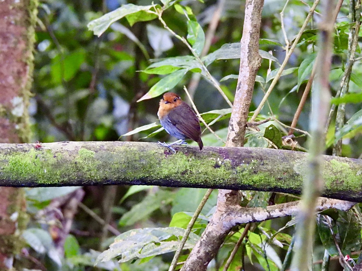 Chestnut-crowned Gnateater - ML644955178
