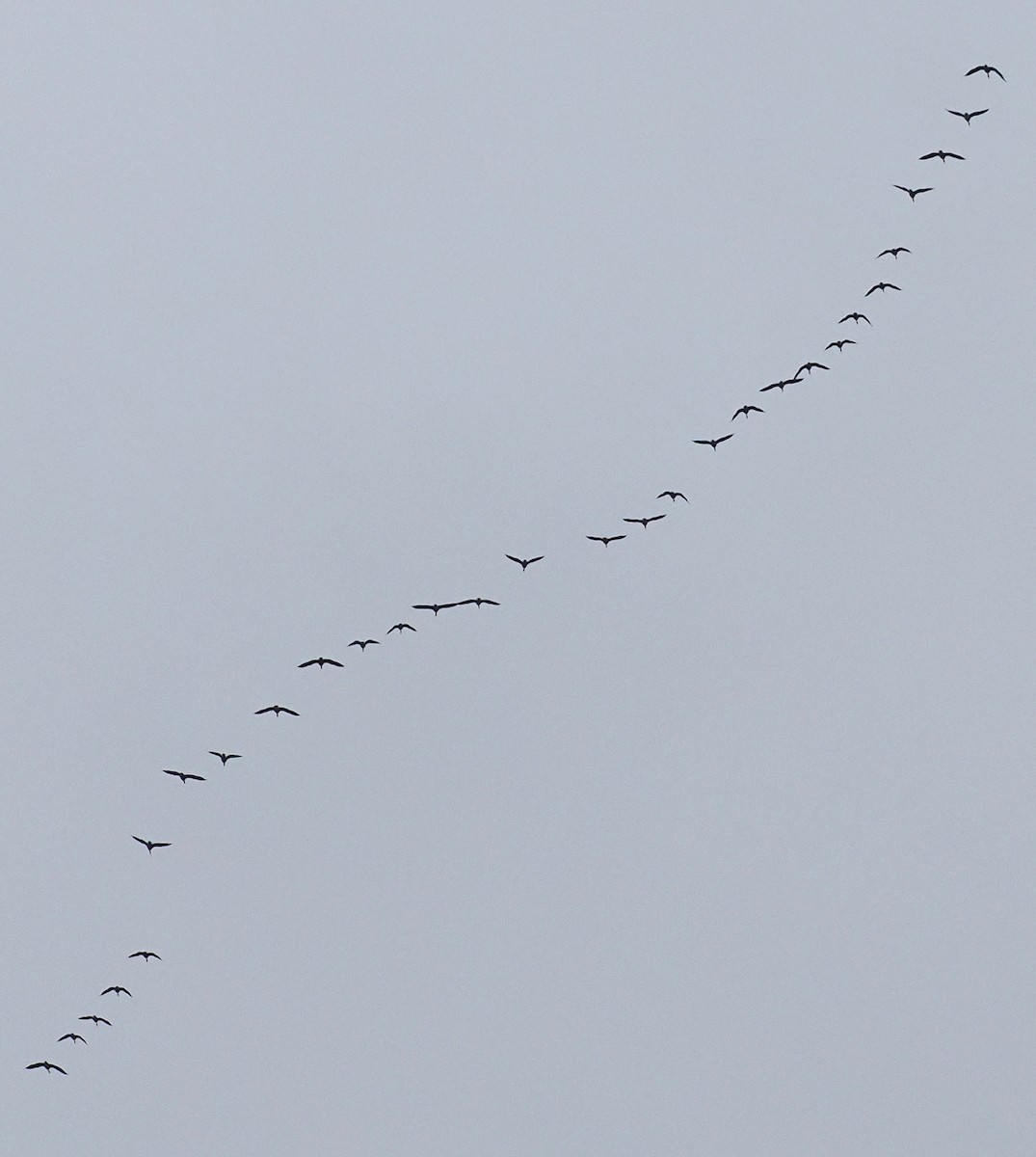 Canada Goose - ML644955192