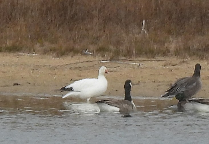 Snow Goose - ML644955194