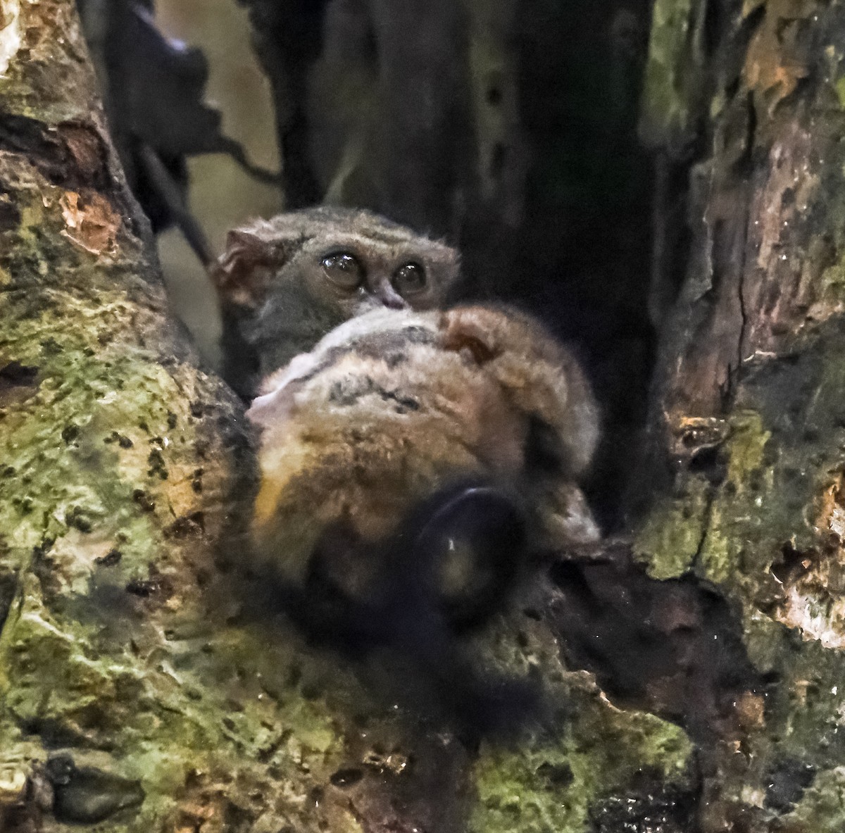 Gursky's Spectral Tarsier - ML644955200