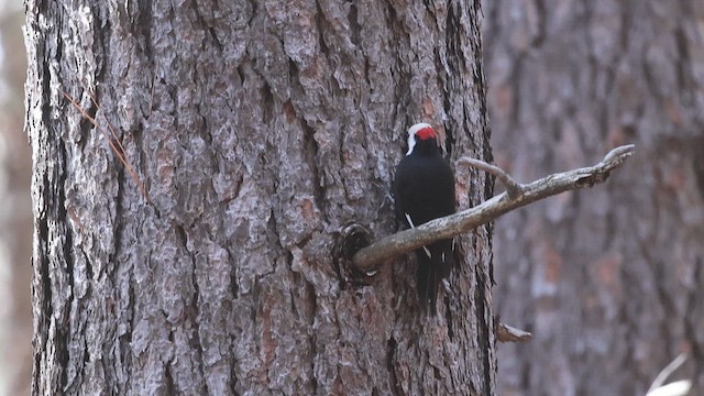 Ak Başlı Ağaçkakan - ML644955204
