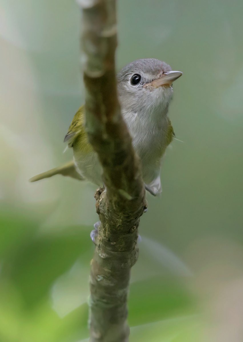 Lesser Greenlet - ML644955205