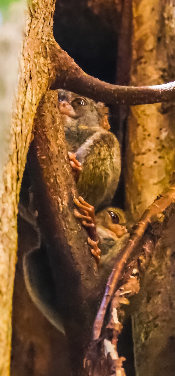 Gursky's Spectral Tarsier - ML644955221