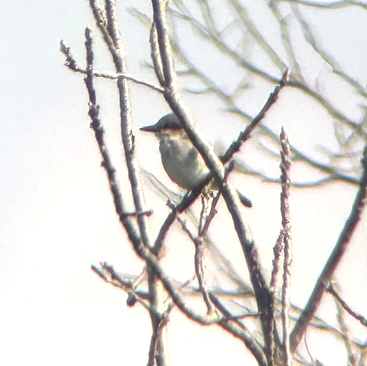 Tirano Dominicano - ML644955222