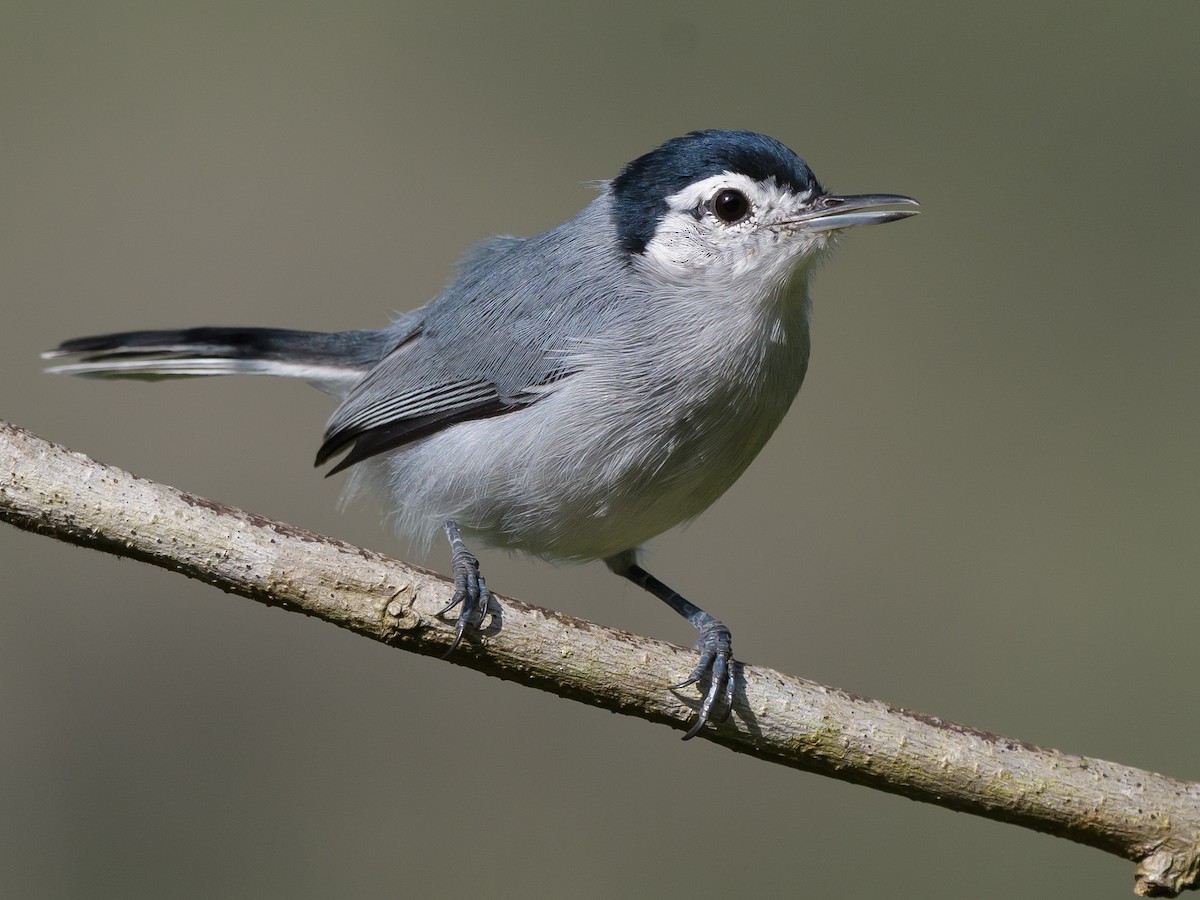 White-browed Gnatcatcher - ML644955230