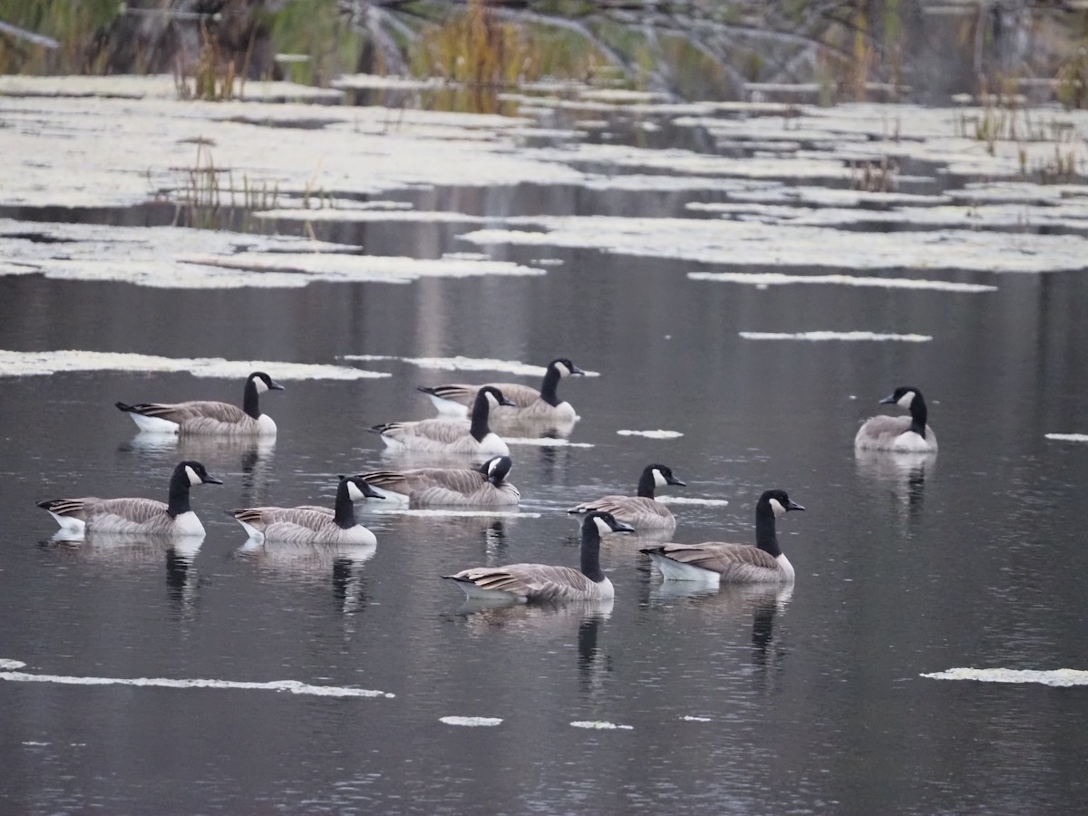 Canada Goose - ML644955248