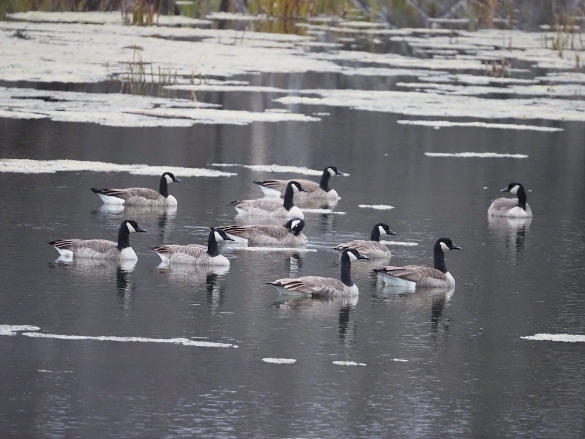 Canada Goose - ML644955249