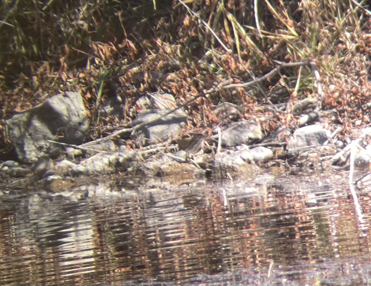 Least Bittern - ML644955250