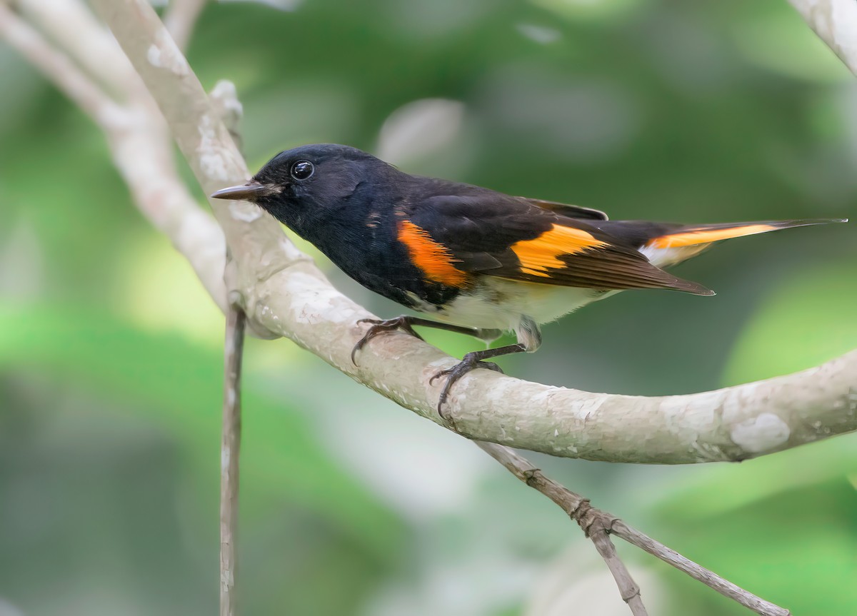 Горихвостковая древесница - ML644955252