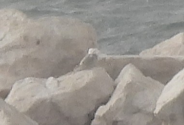 Snowy Owl - ML644955264