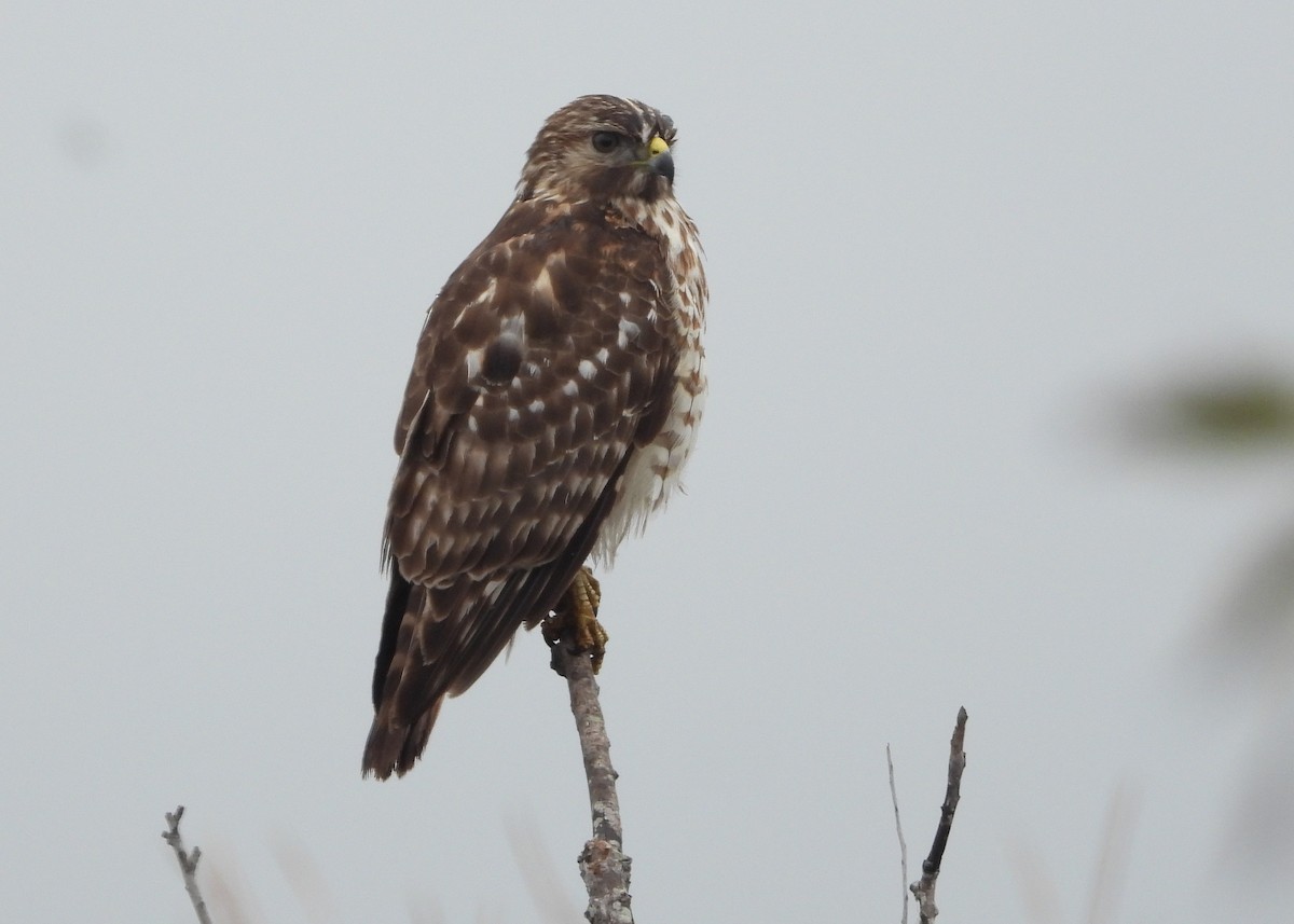 Red-shouldered Hawk - ML644955274