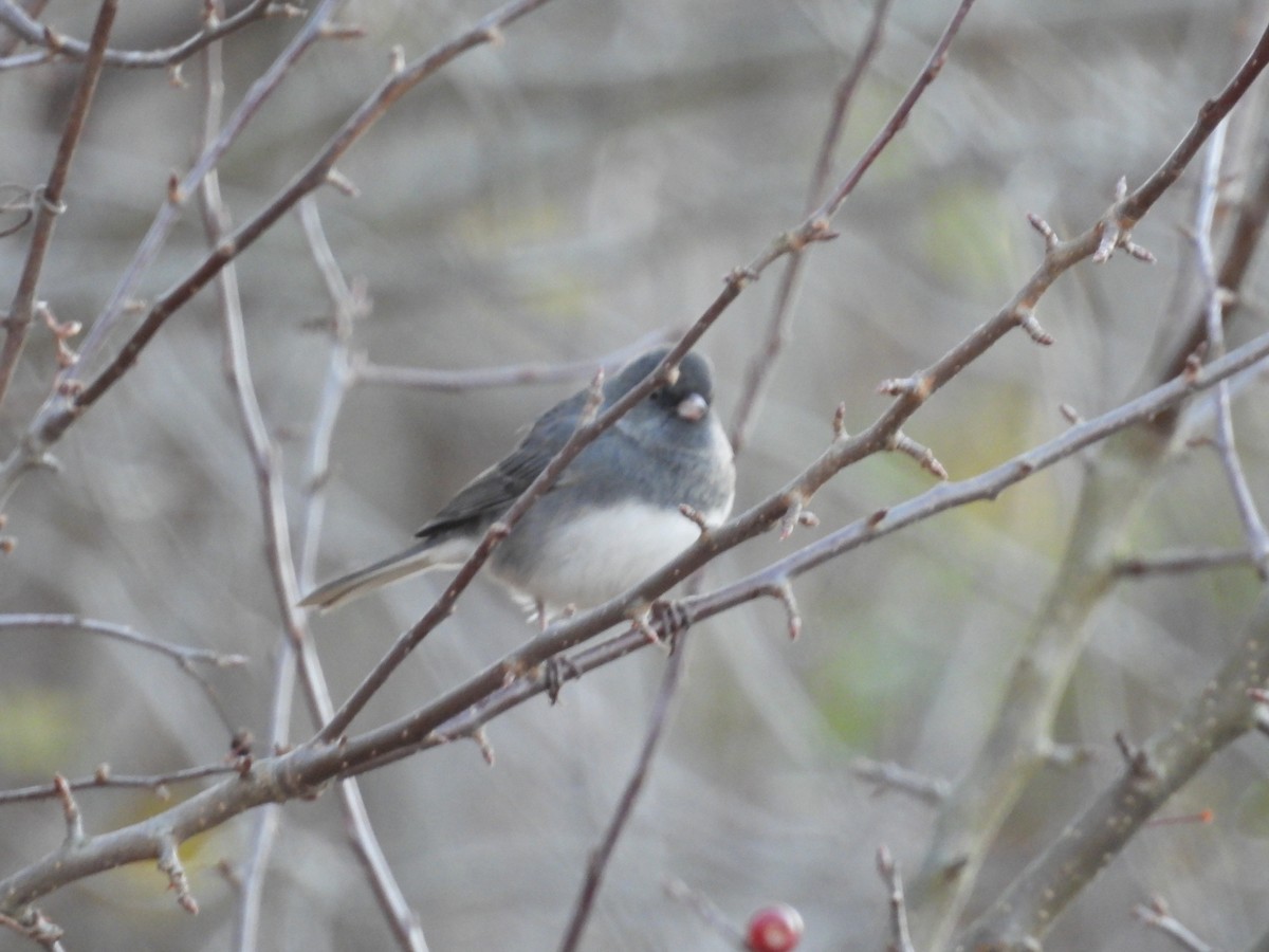 Dark-eyed Junco (Slate-colored) - ML644955304