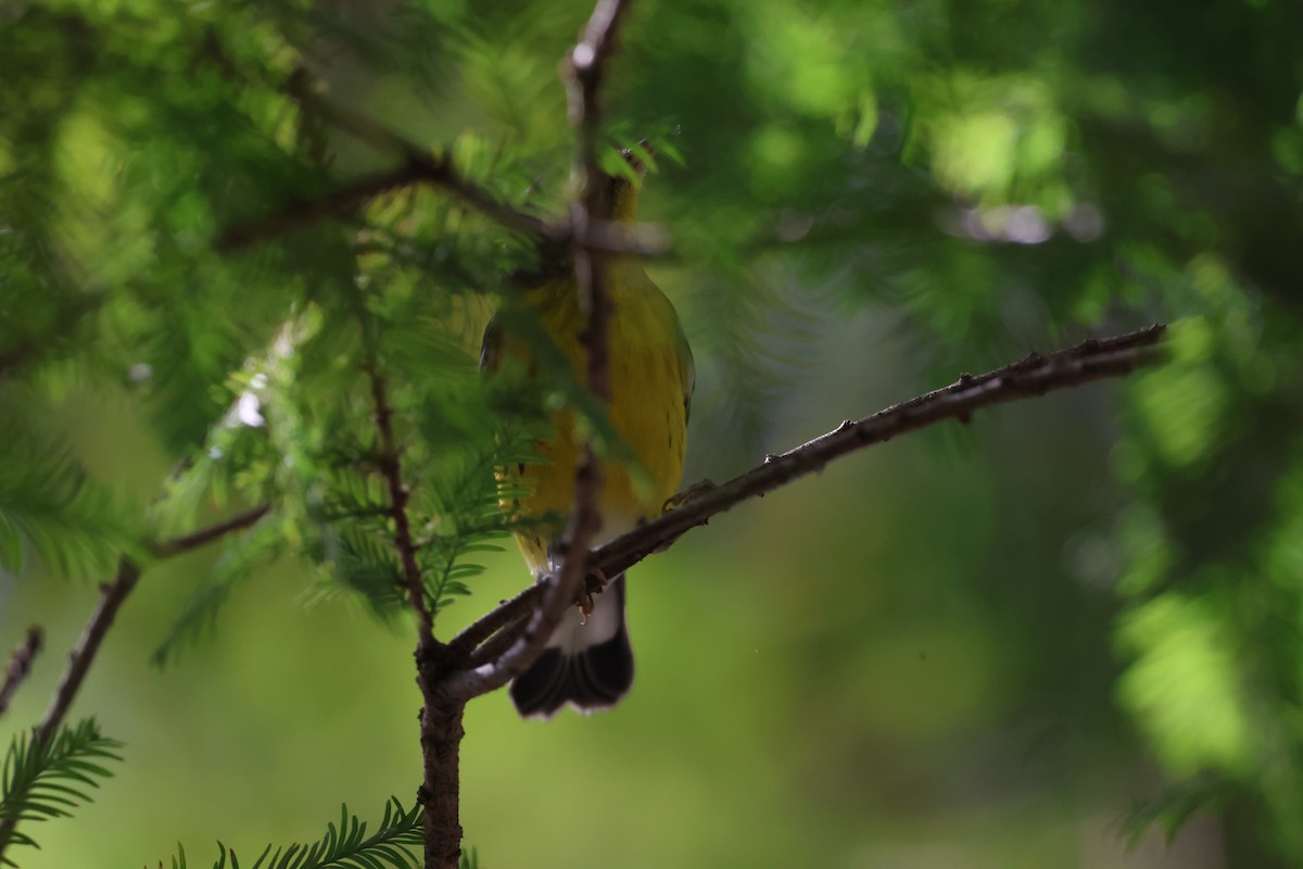 Magnolia Warbler - ML644955305