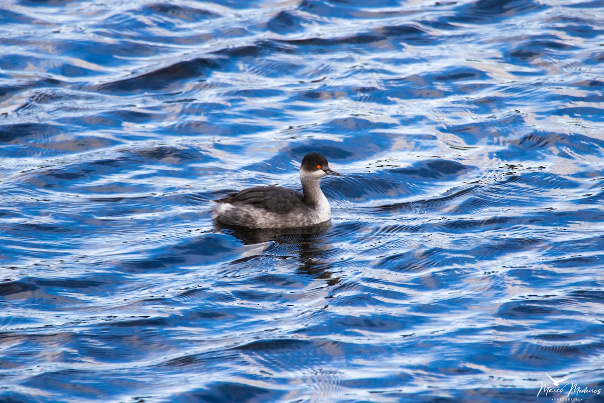 Eared Grebe - ML644955318
