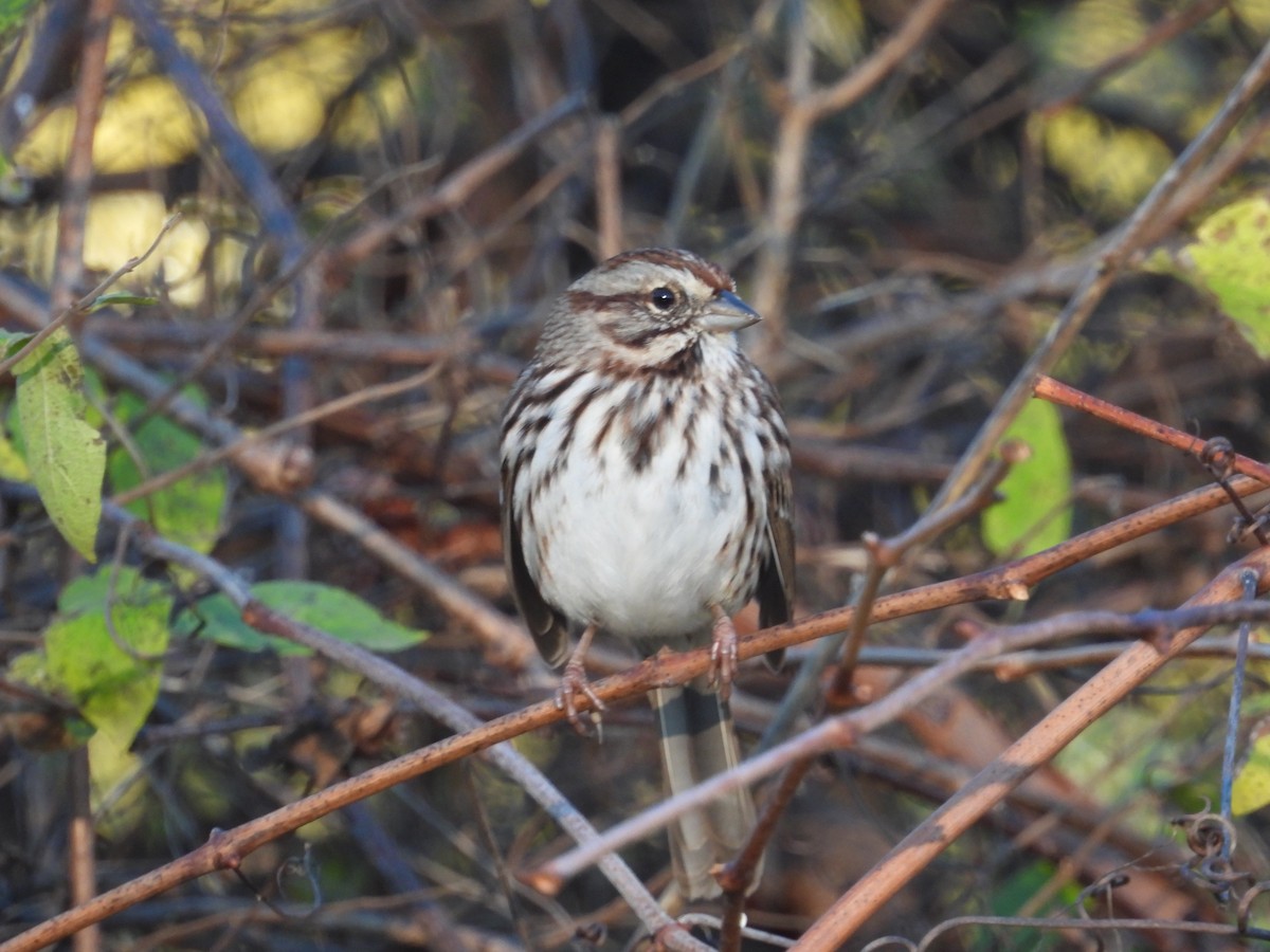 Song Sparrow - ML644955319