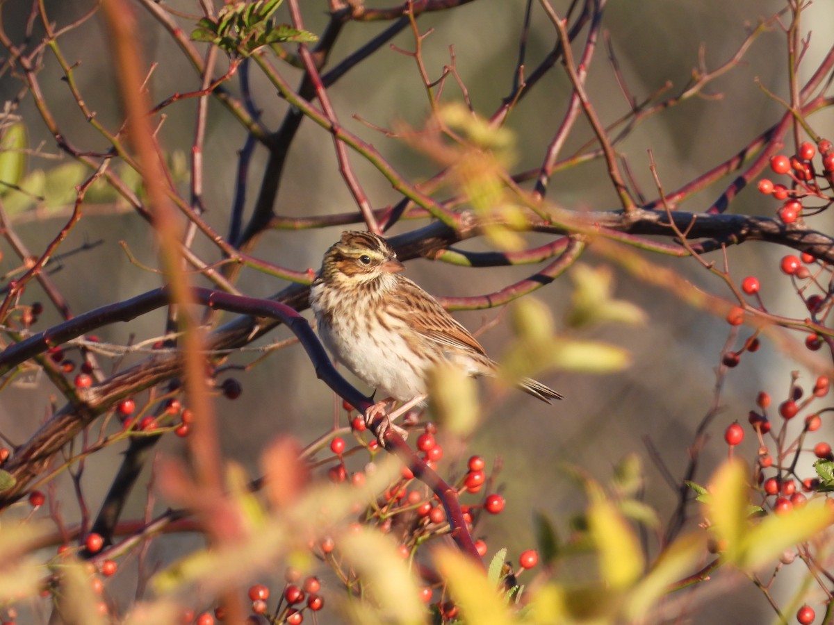 Savannah Sparrow (Savannah) - ML644955325