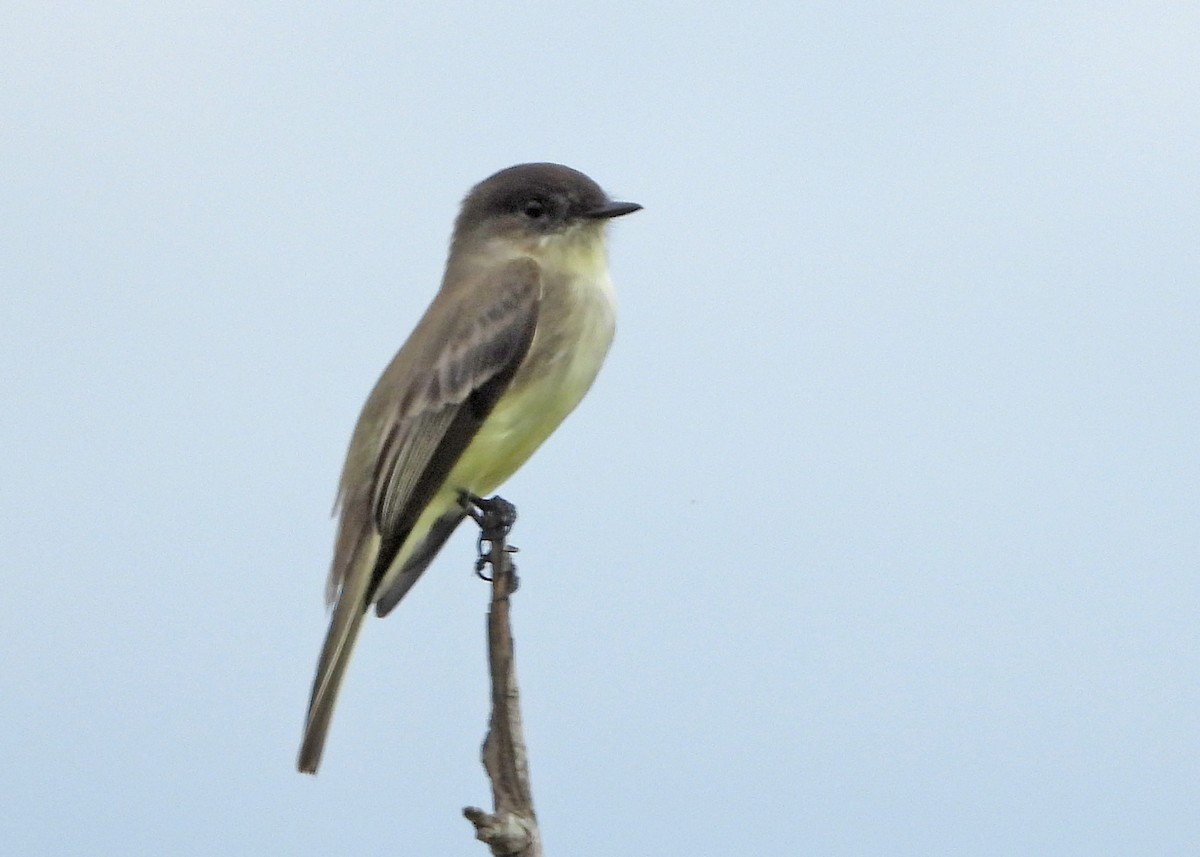 Eastern Phoebe - ML644955326