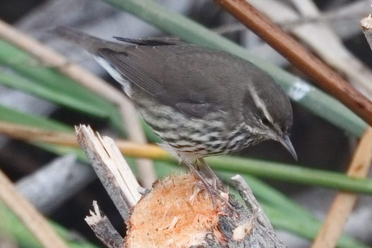 lesňáček olšový - ML644955328