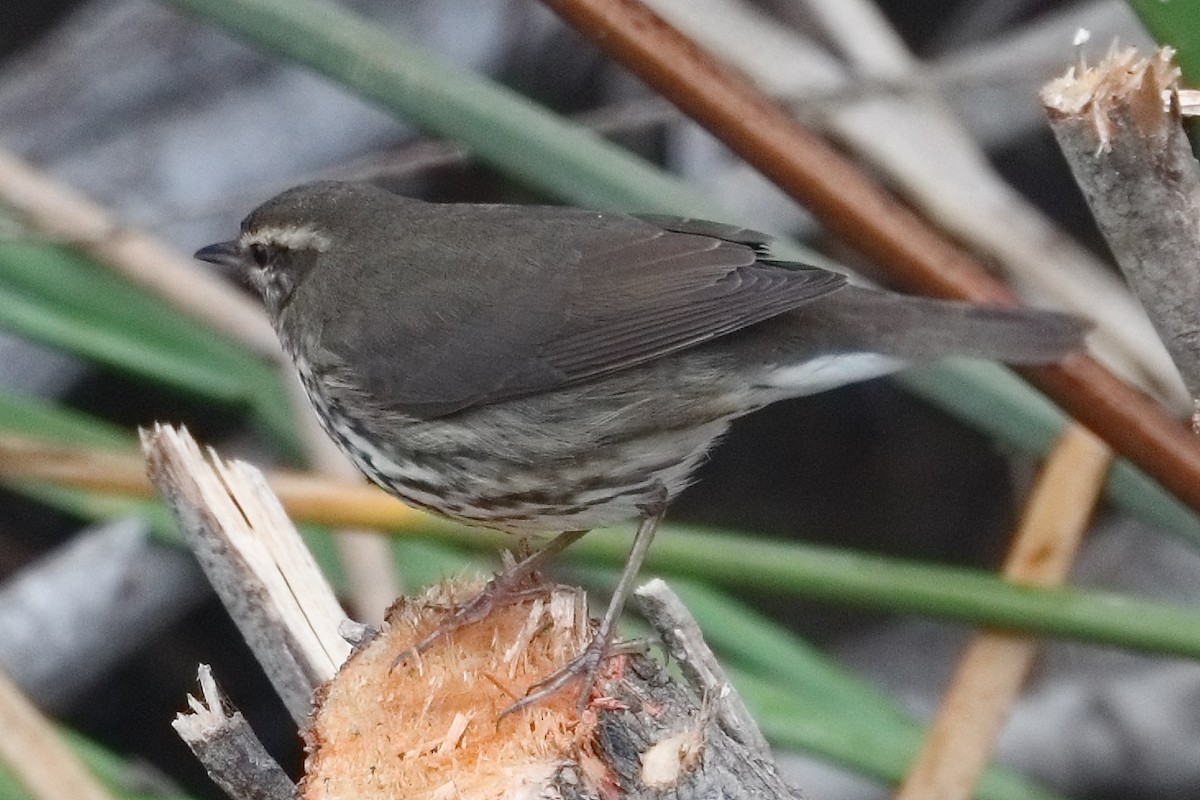 lesňáček olšový - ML644955329