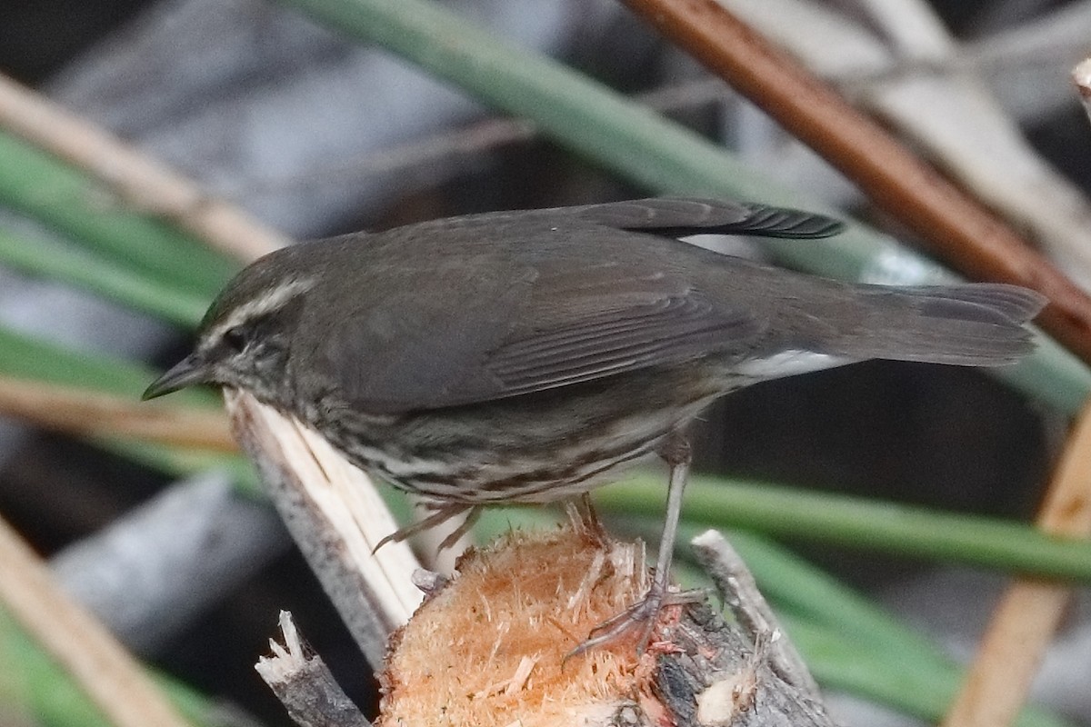 lesňáček olšový - ML644955330