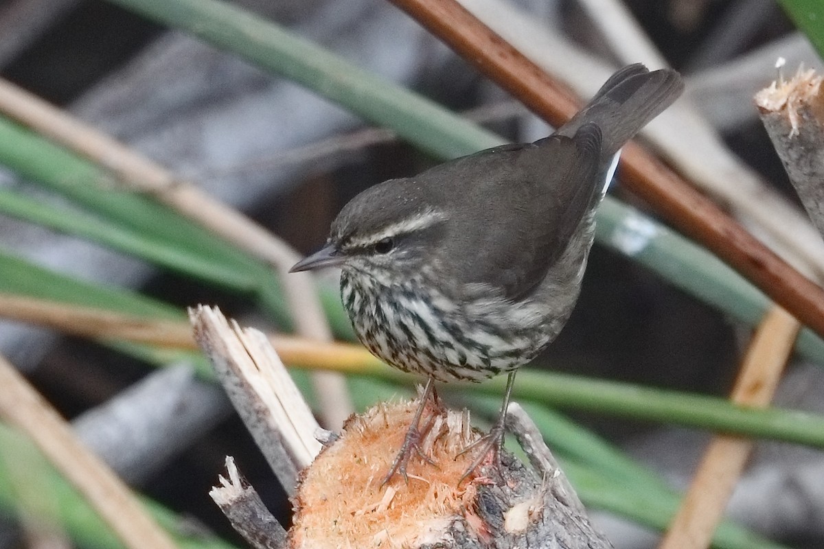 lesňáček olšový - ML644955331