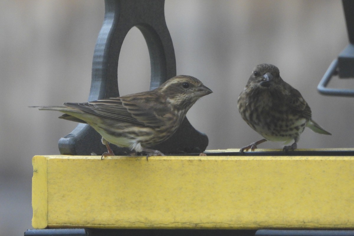 Camachuelo Purpúreo - ML644955338