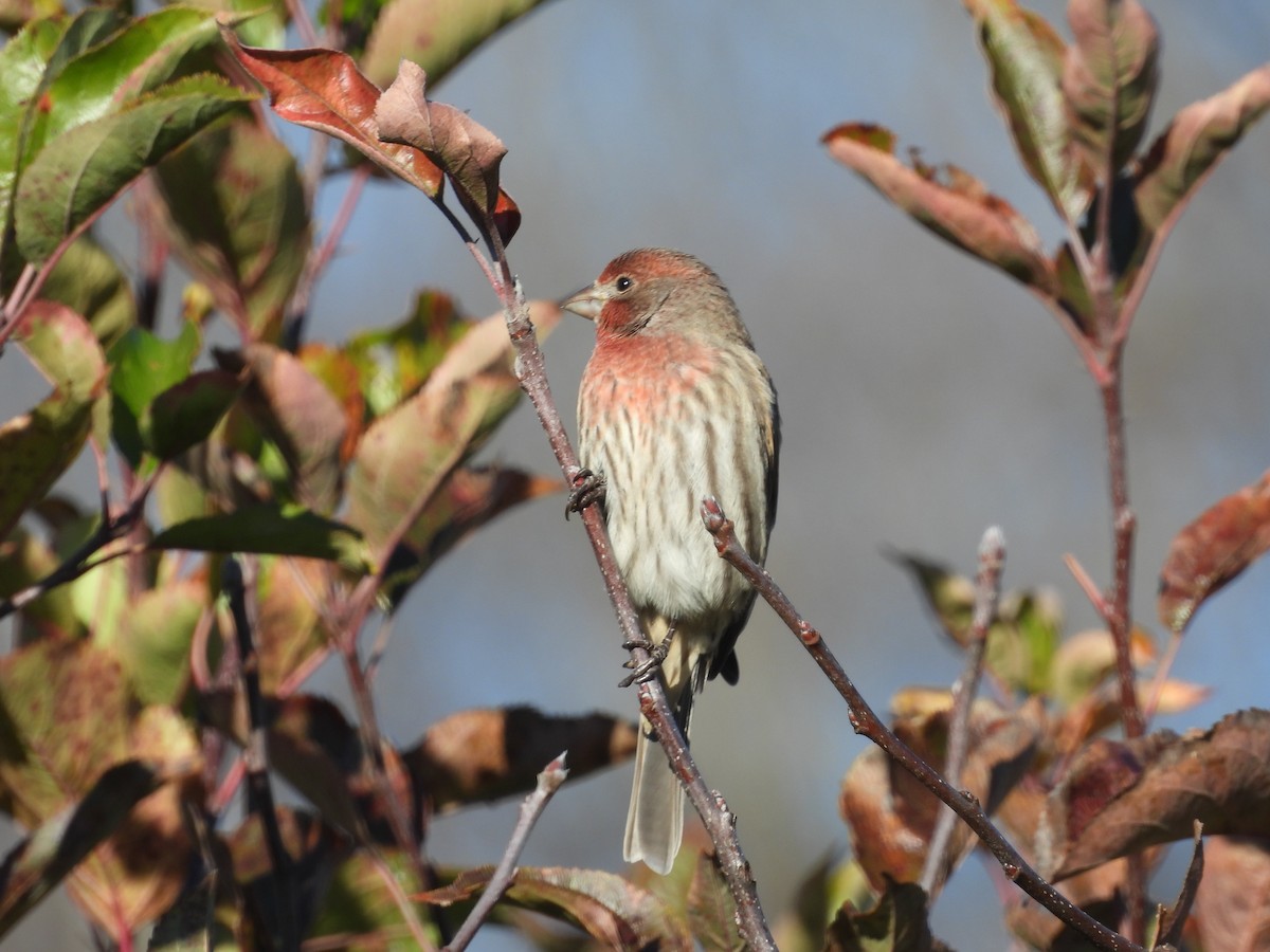 House Finch - ML644955339