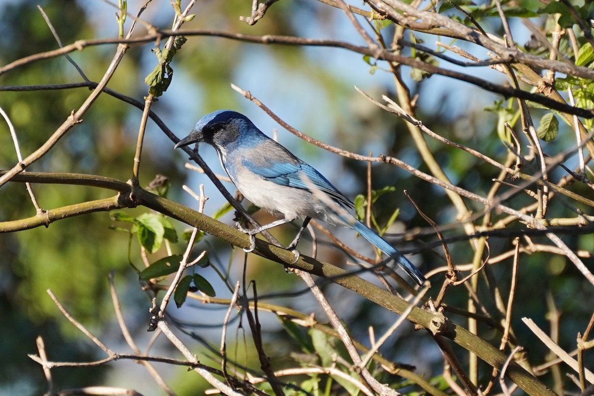 California Scrub-Jay - ML644955344