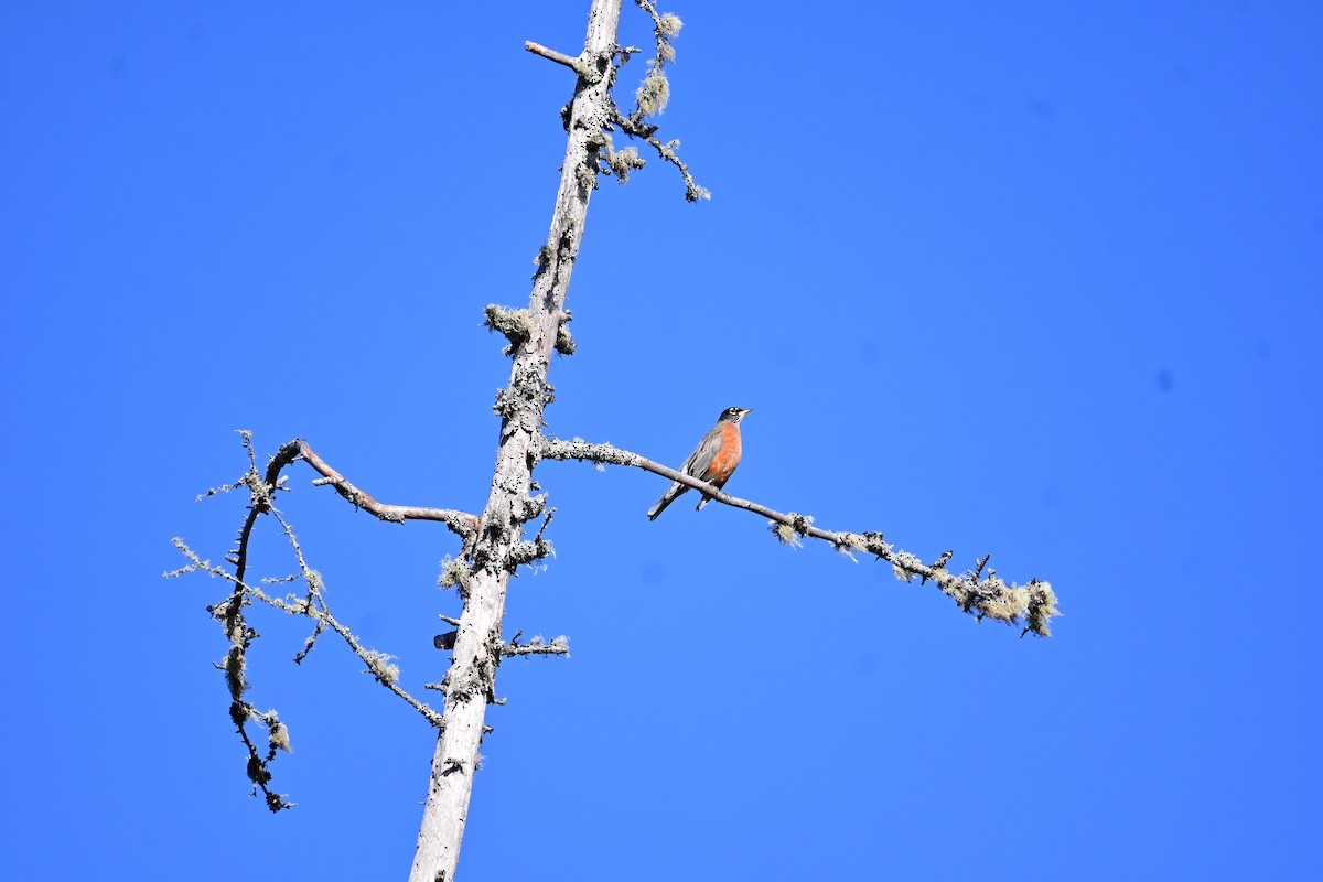 drozd stěhovavý - ML644955345