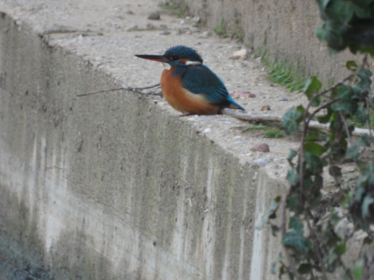Common Kingfisher - ML644955351