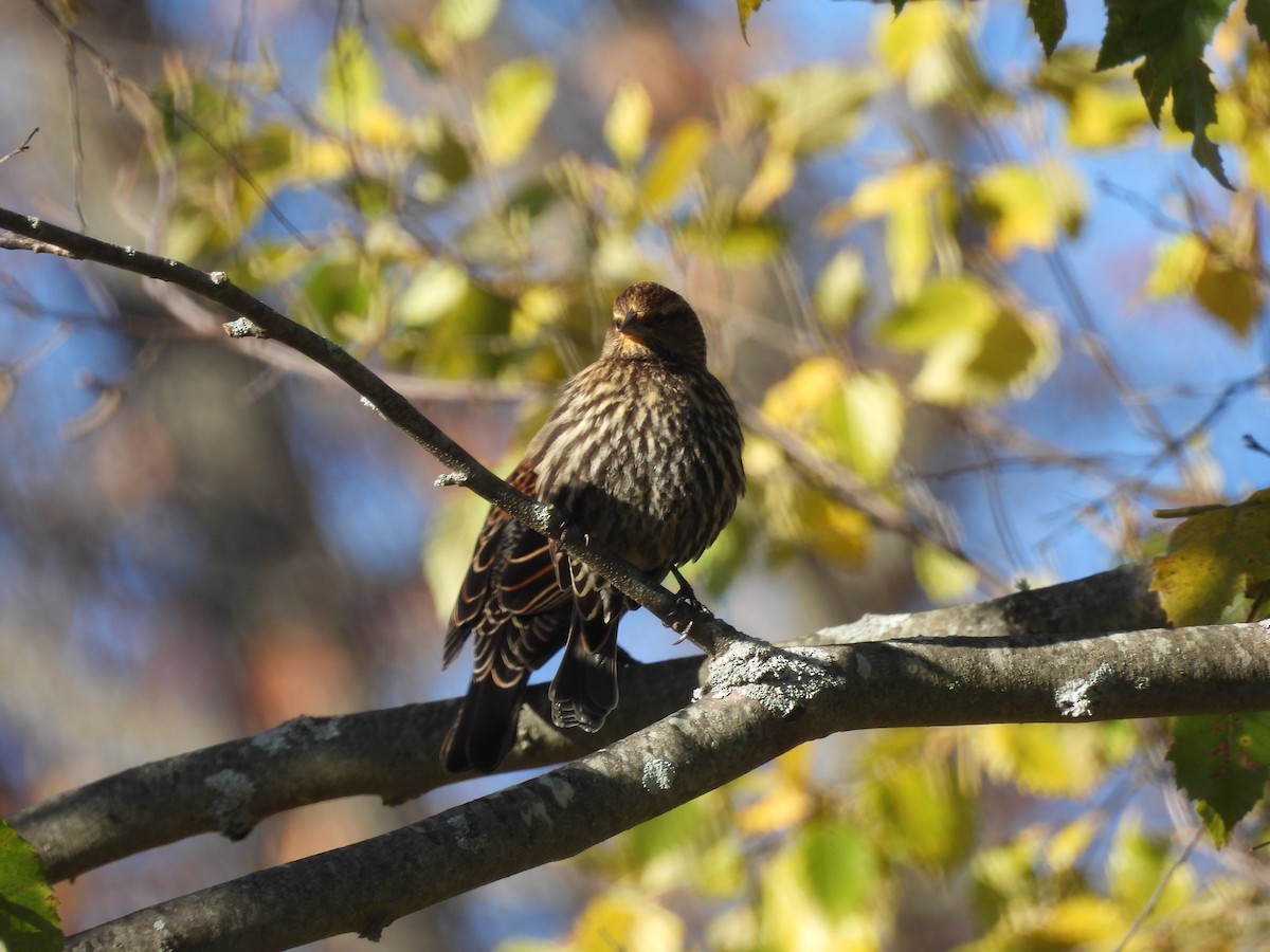 Red-winged Blackbird (Red-winged) - ML644955354