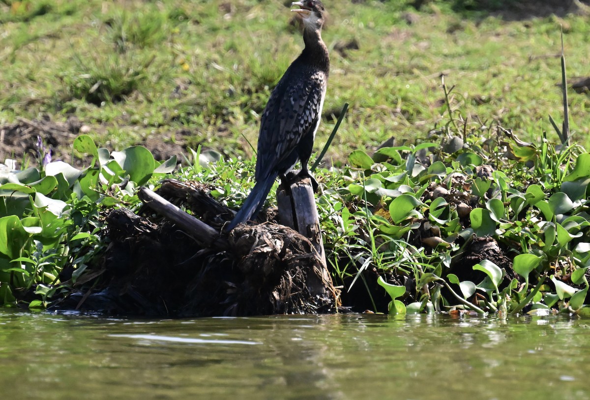 kormorán dlouhoocasý - ML644955365