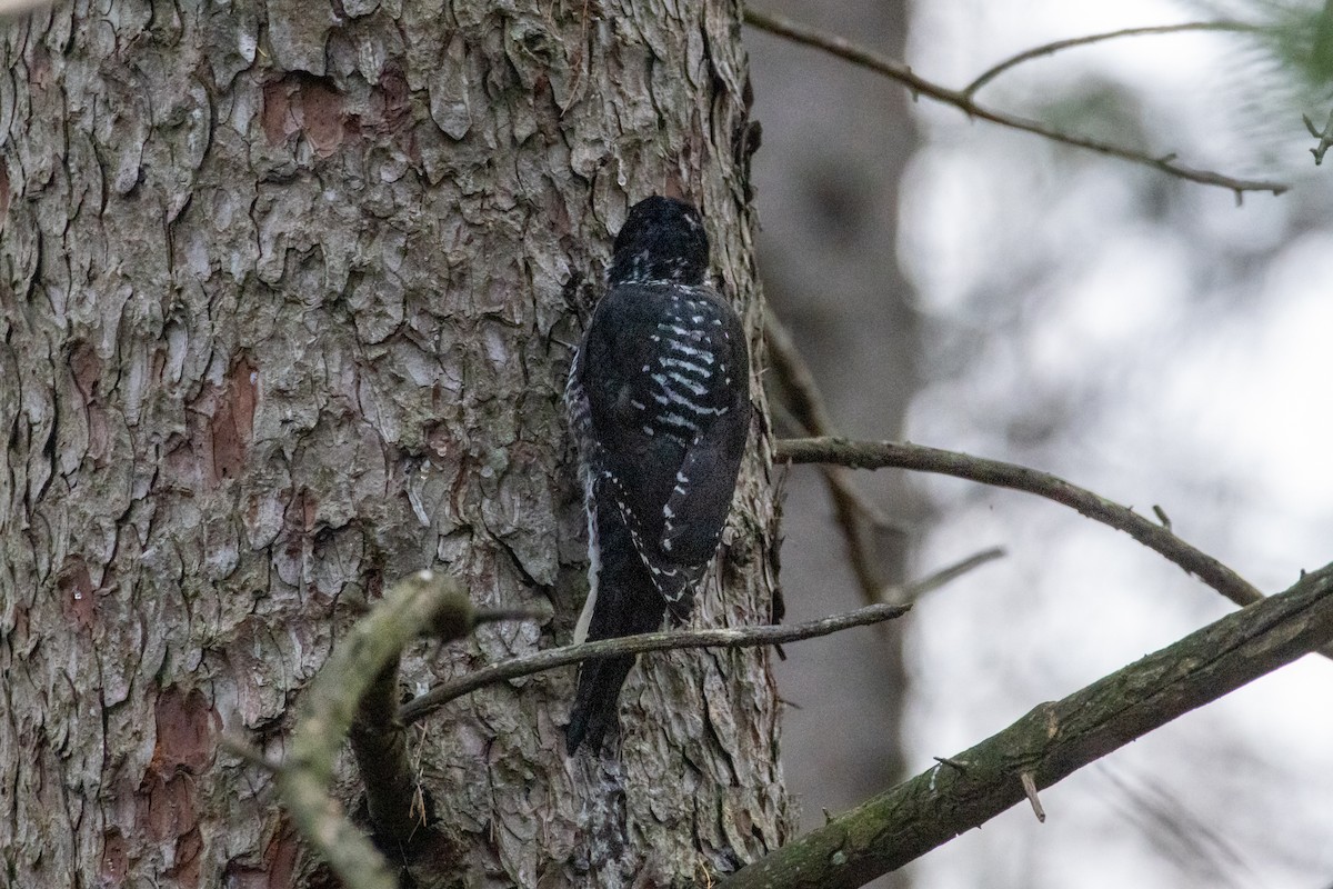 Amerika Üç Parmaklı Ağaçkakanı - ML644955383