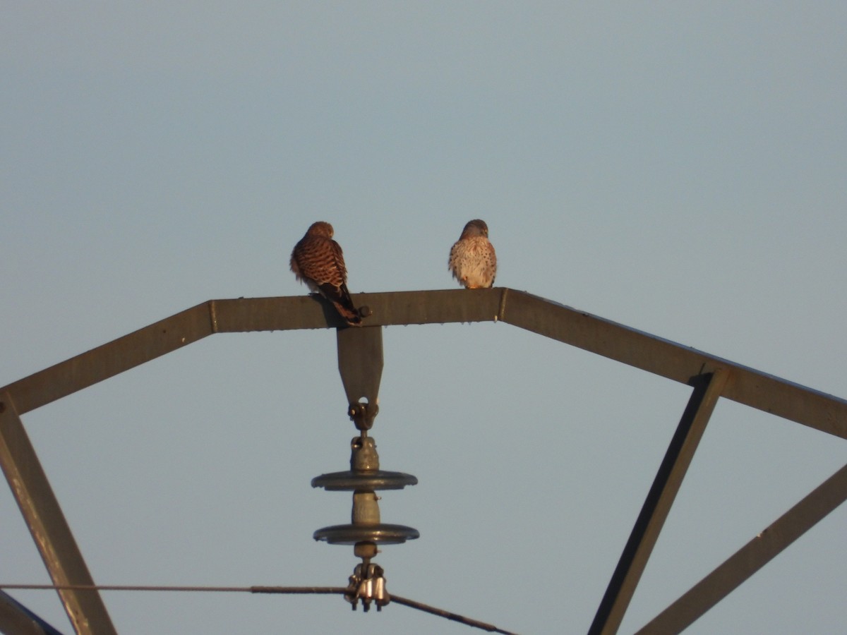 Eurasian Kestrel - ML644955384