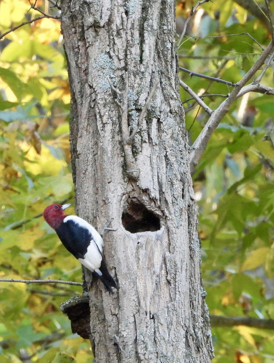 Red-headed Woodpecker - ML644955389