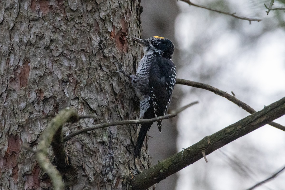 Amerika Üç Parmaklı Ağaçkakanı - ML644955393