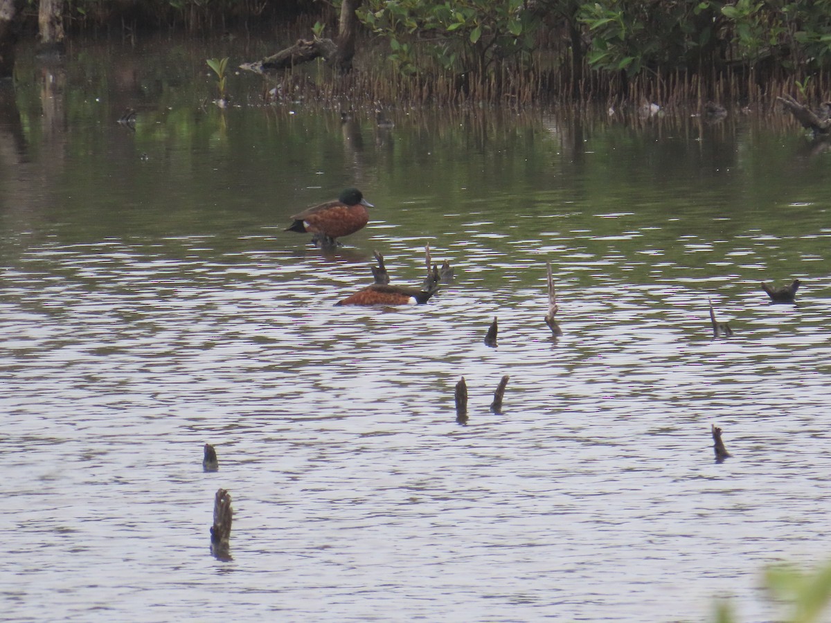 Chestnut Teal - ML644955394