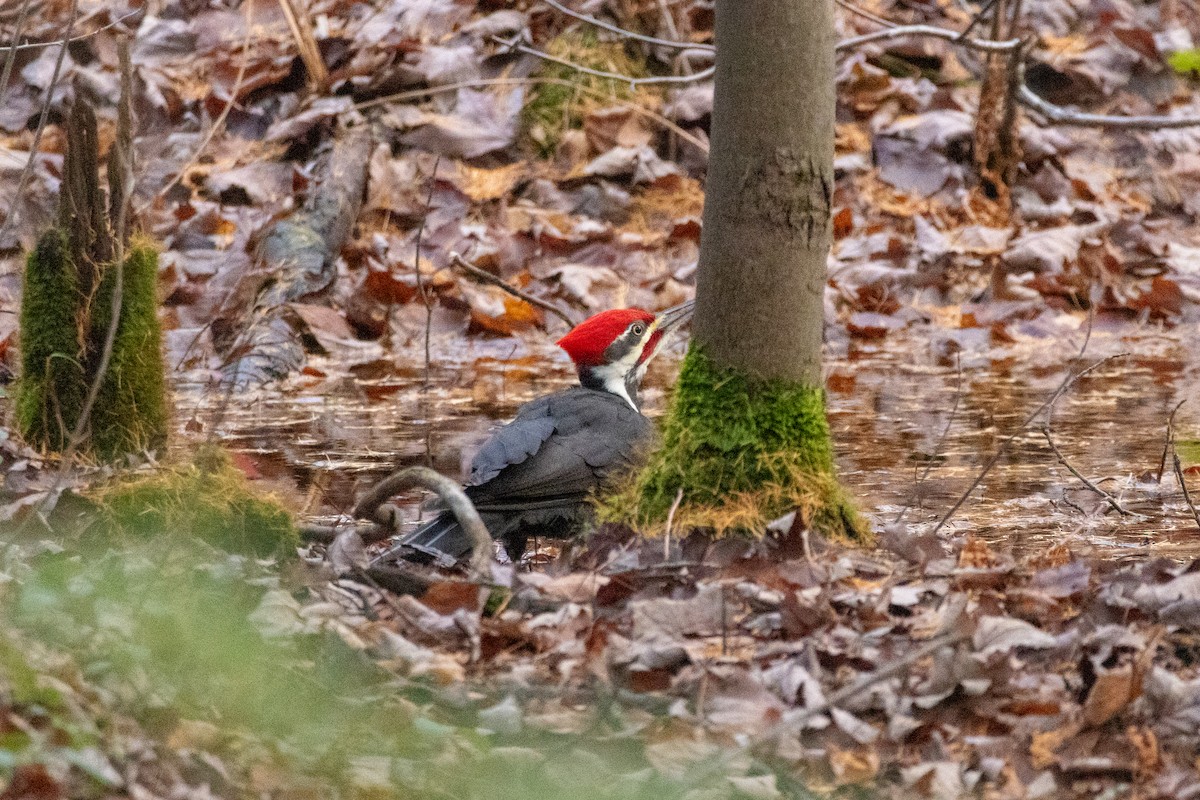 Kuzey Amerika Kara Ağaçkakanı - ML644955400