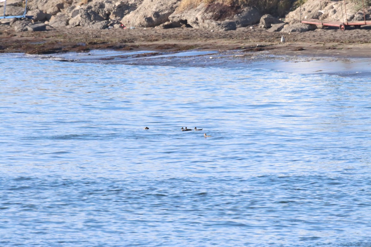 gulnebbstjertand - ML644955401