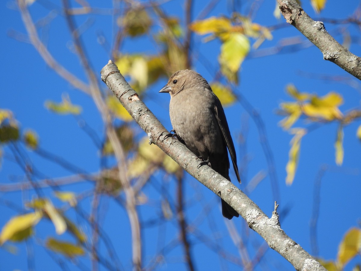 Brown-headed Cowbird - ML644955409