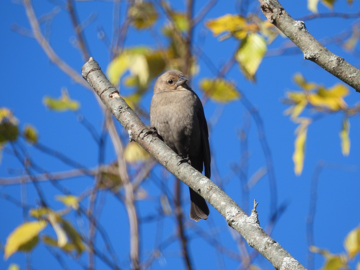 Brown-headed Cowbird - ML644955411