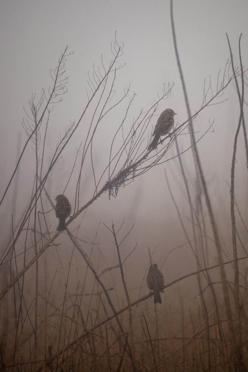 White-crowned Sparrow (Gambel's) - ML644955412