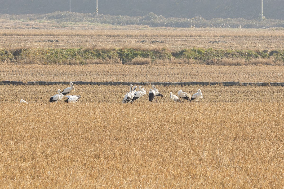 Schwarzschnabelstorch - ML644955428