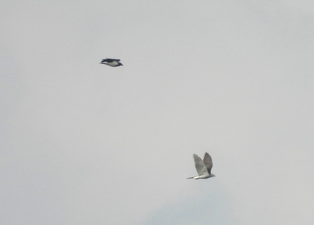 נץ גדול - ML644955439